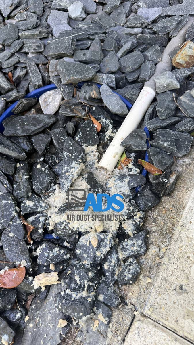 Biofilm and sludge blown out of a clogged AC condensate drain line at a South Florida home